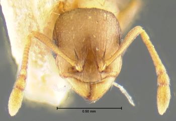 Media type: image;   Entomology 23661 Aspect: head frontal view